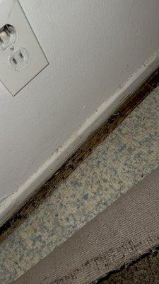 Mold on floor from leaking pipe .