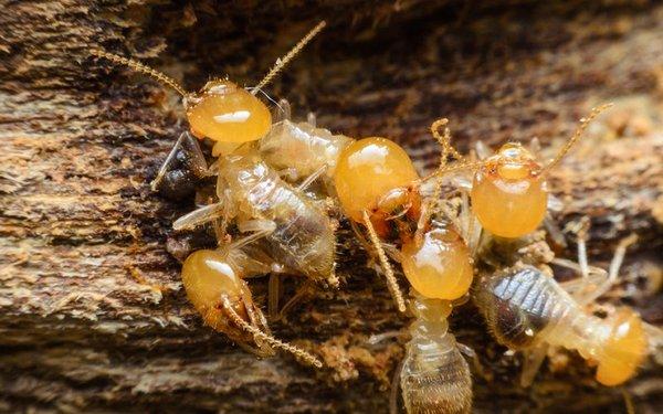 Termite Inspection Services