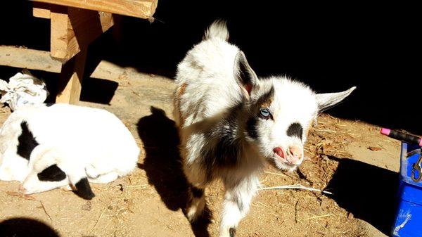 Very friendly baby goat.