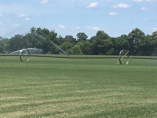 Fescue grass