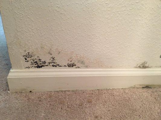 More black mold in my living room