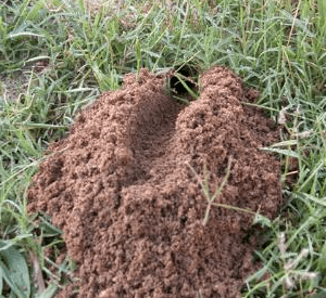 Digger Wasp Burrow