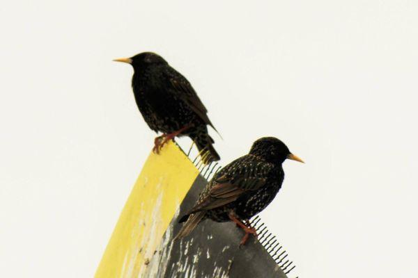 Birds on the planes. I admit I was more interested in them than the planes.