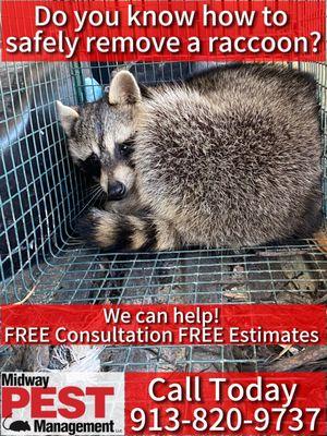 Humane Wildlife Removal of Raccoon in Olathe, Kansas | Midway Pest Management