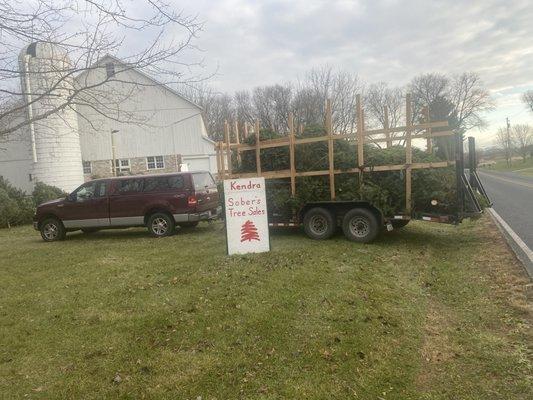 How the trees are delivered.