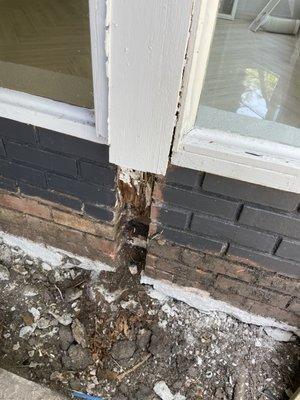 Termites destroyed this structural wood frame