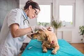 Summerlin Animal Hospital