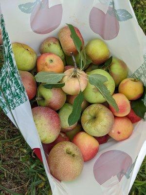 Love Sept Apple Season!