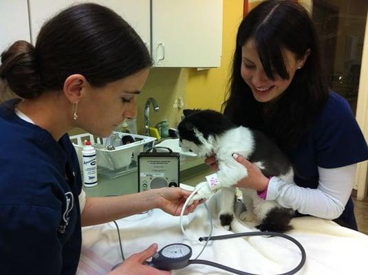 The clinic cat, Elsie, having her blood pressure taken.