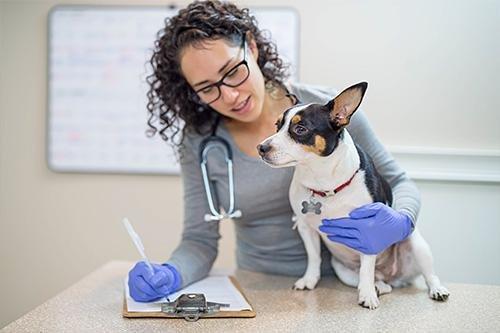 Petcare Animal Hospital