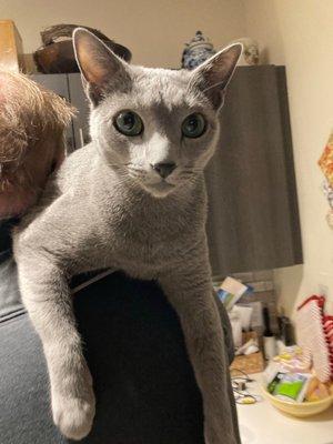 Russian Blue