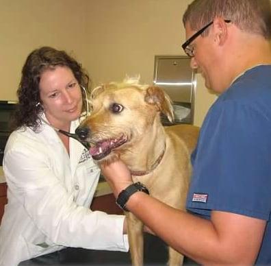 Dr. Donald examining a furry friend