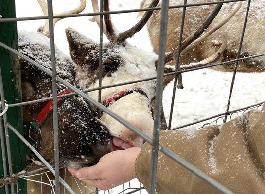 Hand feed reindeer!