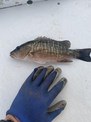 Mangrove snapper