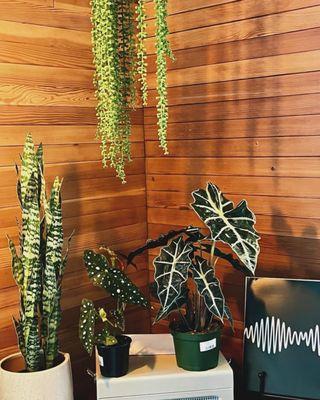 Spotted begonia and a poly alocasia