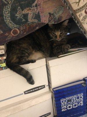 Mildred the new bookstore cat!