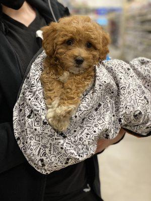 My lil pups first Petsmart visit