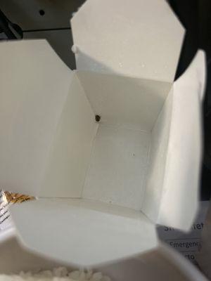 Bug in my plain White Rice