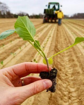 Golden Earthworm Organic Farm