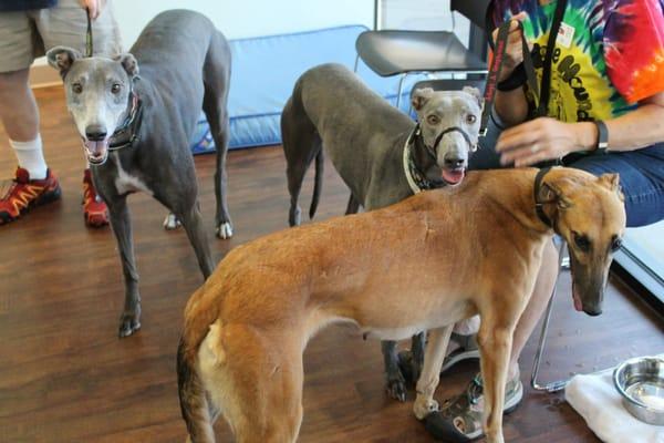 We work with many rescue groups. These 3 babies were all part of the Greyhound Adoption League of Texas.