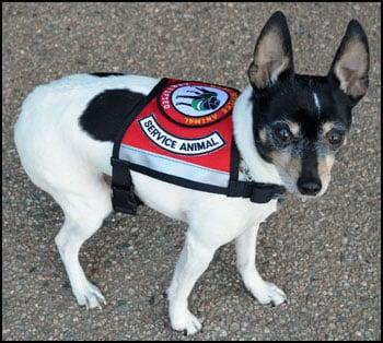 Bodhi, seizure alert dog