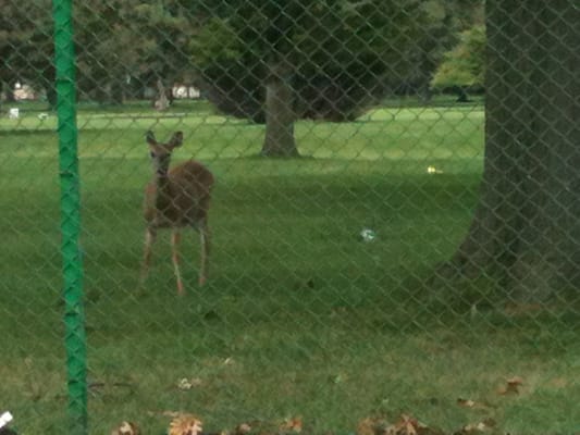 Deer freely roam the grounds. Very cool.