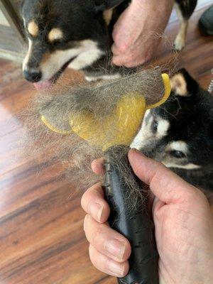 I need to brush my dogs my shelf in the store because they don't want to! It's horrible!