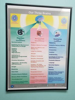 The 3 Brains: Brain stem, Limbic system, Frontal Lobes.