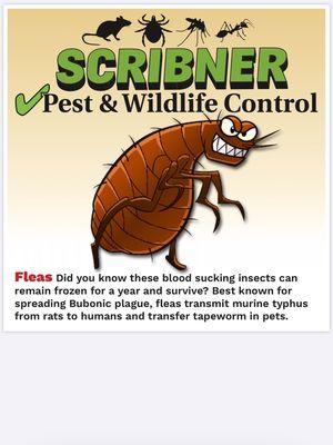 Did you know? Fleas