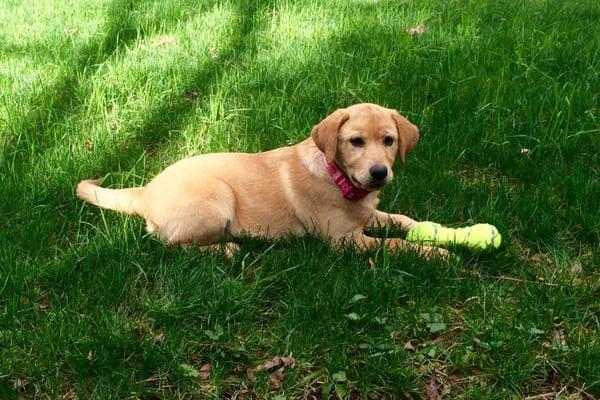 Our awesome pup Pluto! Thanks lab pups!