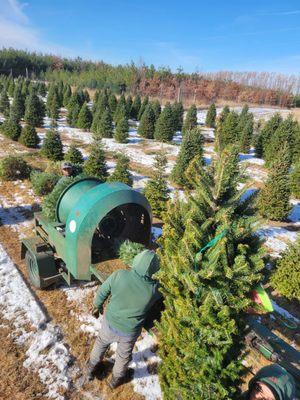 Harvesting Fresh Christmas Trees