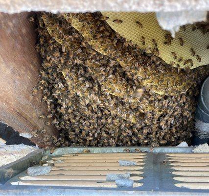 Bees in subfloor