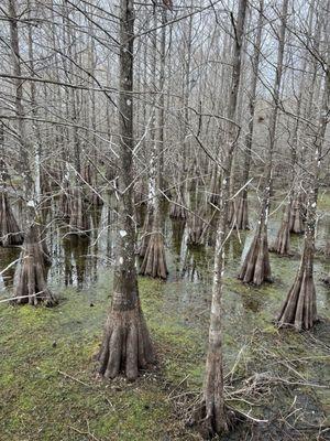 Cypress trees