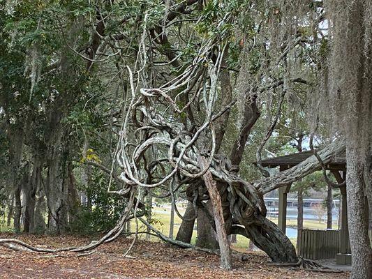 Cool vine formation