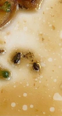 bugs in broccoli beef.