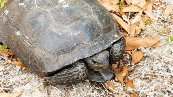 Turkey Creek Sanctuary