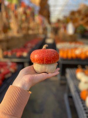 Unique pumpkin shape. Looks like a mushroom!