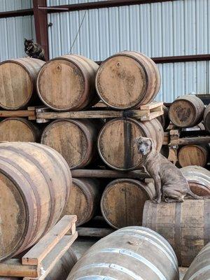 Distillery dog and cat