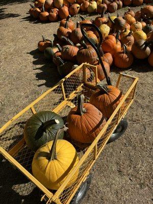 Wells Pumpkin Farm