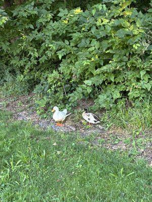 Duck mallard hybrids.