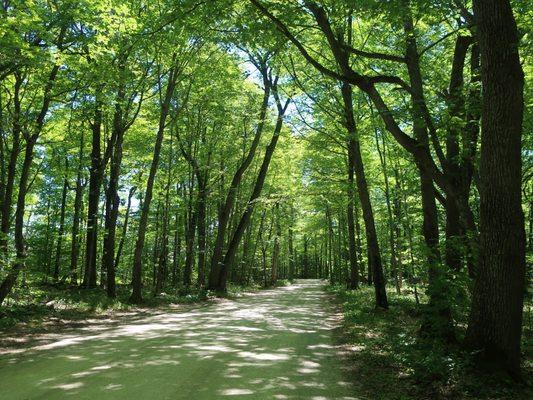 Some good shady and paved walking along here if desired.