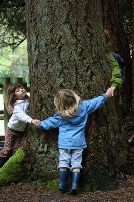 How big around is a tree?