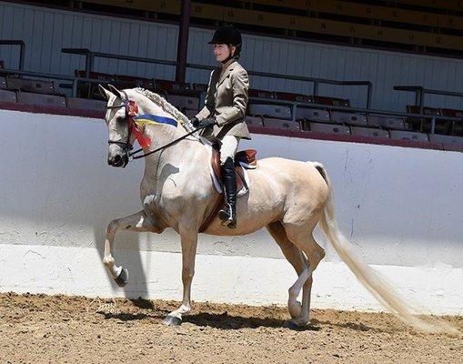 A Golden Glen Stables client showing a leased horse (hunt seat) to a championship ribbon!