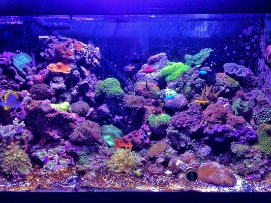 Beautiful saltwater tank in back of fish section. This should be in front of store!