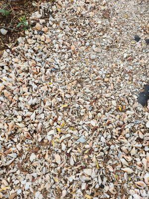 Seashells on dune trail