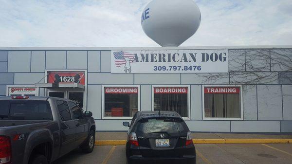 American Dog