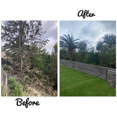 Removal of massive Sily Oak with exposed roots and large fallen branches.