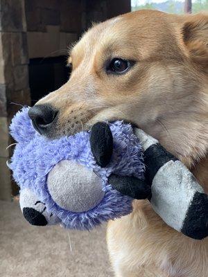 The love of a special toy