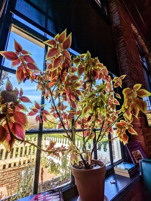 Love the ambiance. Tall ceilings, gorgeous plants throughout.