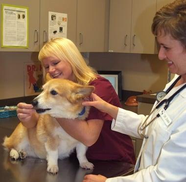 Dr. Zabik doing a puppy checkup